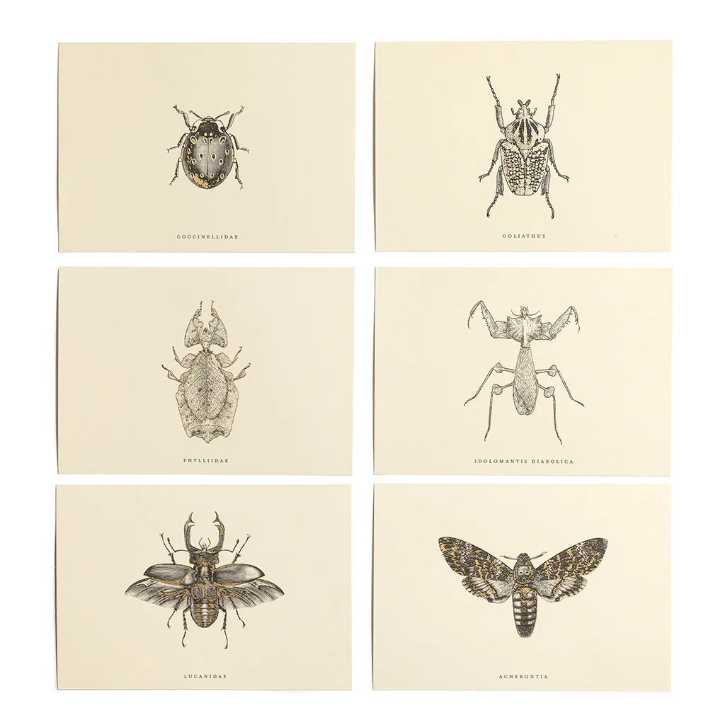 6-entomologist-correspondence-set-3.webp ENTOMOLOGIST CORRESPONDENCE SET